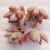 Import 098 Echeveria Dowonhyang Office Decoration Live Plant beautiful flower Glass Terrarium Natural Succulents from China