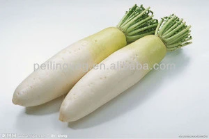 2013 new crop Chinese fresh white raddish (1250-1500g)