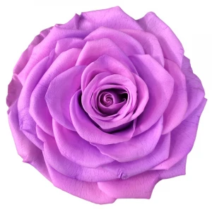 2020 wholesale A Grade 10 cm 50 colors natural scented infinity rose preserved immortal flower for valentines perfect gift sets