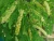 Import Adenanthera Pavonina Seeds Saga Coral Tree Red Sandalwood Seeds For Growing from China