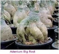 Adenium Big Root Ornamental Plant, tropical exotic plant