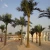 Import Artificial Synthetic Fiberglass Outdoor Decoration Coconut Palm Tree from China
