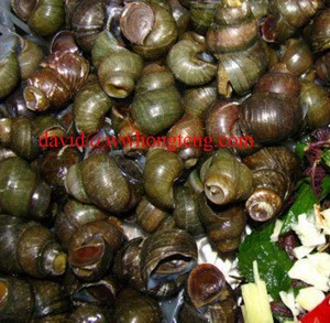 automatic snail processing machine | snail meat and shell separate machine