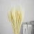 Import AX27 2021  INS Most Hot Preserved Flower Preserved natural wheat for Wedding decoration from China