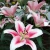 Import Bai he Chinese High Germination Fresh Lily Flower Bulbs from China