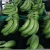 Import BANANAS FRESH FRUIT!!!! from Ecuador