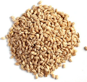 Barley Seeds/Animal feed barley/bulk barley grains for sale