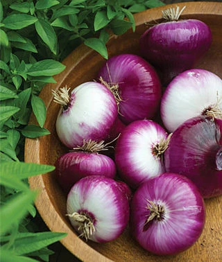 Best Fresh Indian Onion Available in Bulk
