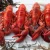 Import Best Quality Fresh Frozen And Live Lobster For Sale from Bangladesh
