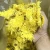 Import Blooming yellow flowers Chinese Jinsihuangju Chrysanthemum flower tea from China