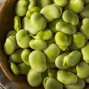 Broad Beans / Fava Beans (Best Quality and Price)