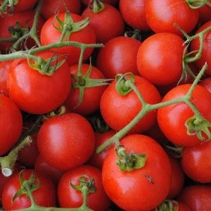 Buyers Wholesale Bulk Fresh Tomatoes