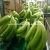 Import Cavendish Bananas / Cavendish Green banana / Fresh Banana From  Ecuador from Brazil
