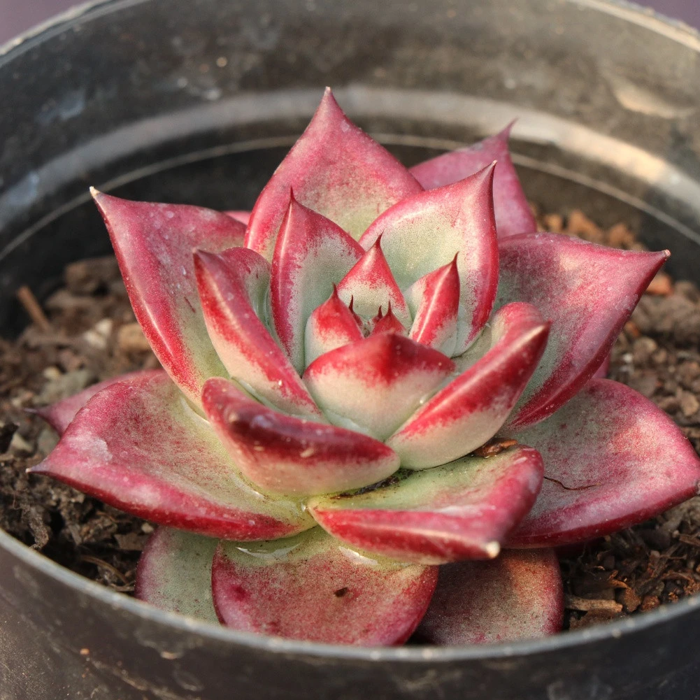 Charming popular natural live succulent plant succulents with high quality