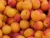 Import Cheap Fresh/Dried/sliced/Freeze Apricots Fruits from Philippines