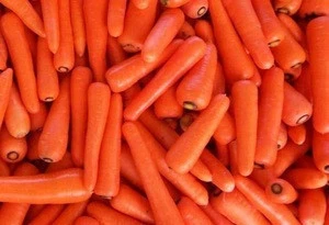 China Organic Fresh Carrots for Exporting to Europe Market