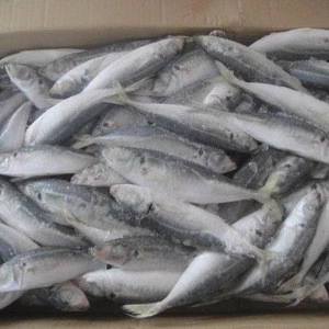China seafood exporter frozen black gutted and sacled tilapia fish farming