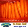 Chinese fresh carrot