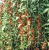 Import Dried Goji Berries, Herbal Medicine In Bulk For Sale from China