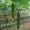 CU21 Lilv all female hybrid cucumber seeds greenhouse planting vegetables seeds