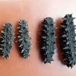 Dried Sea Cucumber (High Quality)