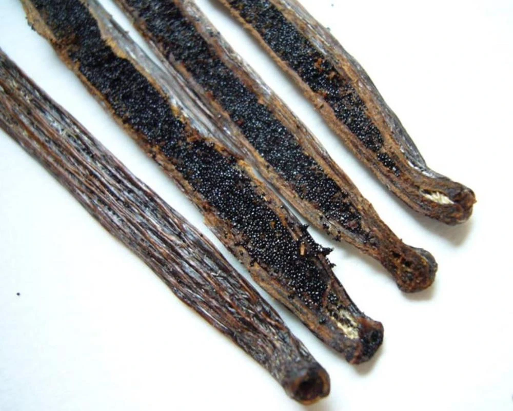 Dried wild oily Vanilla planifolia pods whole Vanilla Beans for spice
