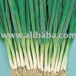 E scallion