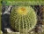 Import Echinocactus grusonii golden ball cactus ornamental plants from China