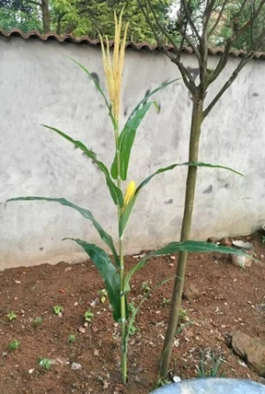 Factory direct sales artificial crops/natural appearance decoration artificial corn plants for Stage landscaping