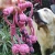 Import Fashion Soft Educational Durable Rope Chew Ball pink Pet Toys cotton rope dog toy from China