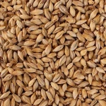 Feed Barley For Animal Feed and Human
