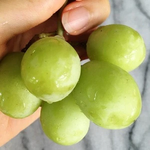 Flesh Seedless Grapes 100% Quality Fresh Grapes