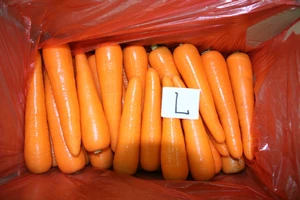 Fresh Carrots From South Africa with Best Price