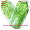 FRESH Chinese Cabbage MOQ 5TON