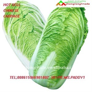 FRESH Chinese Cabbage MOQ 5TON