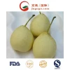 Fresh Chinese (ISO, HACCP) Ya/Asia/Huang Guan Pear