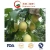Import Fresh Chinese (ISO, HACCP) Ya/Asia/Huang Guan Pear from China