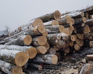 Fresh Cut Beech Timber/Logs