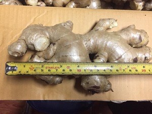 Fresh Ginger from Thailand