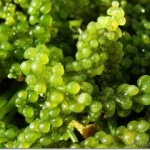 Fresh Sea Grapes from Vietnam with best quality ( Green Caviar )