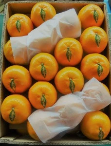 Fresh Sweet Kinnow Mandarin Citrus fruit from Pakistan