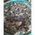 Import Frozen baby octopus wholesale for Korea market from China