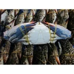 FROZEN BLUE SWIMMING CRAB - BLUE CRAB