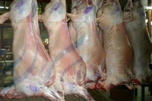 Frozen Mutton, Lamb, Sheep Meat, goat, boar, beef, buffalo, cow, chicken, calf
