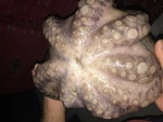 Frozen Octopus