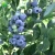 Import Full sun sweet tast fruit seedling Bluecrop Vaccinium from China