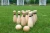 Import Good quality toys and games set wood toys for kids pine wood bowling games set from China