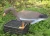 Import goose decoys high quality garden goose statue decoy spreads from China