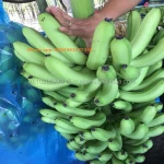 Green banana for Dubai market