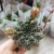 Import Gymnocalycium baldianum Wholesale cactus natural  plant live woody plants indoor cactus bonsai from China
